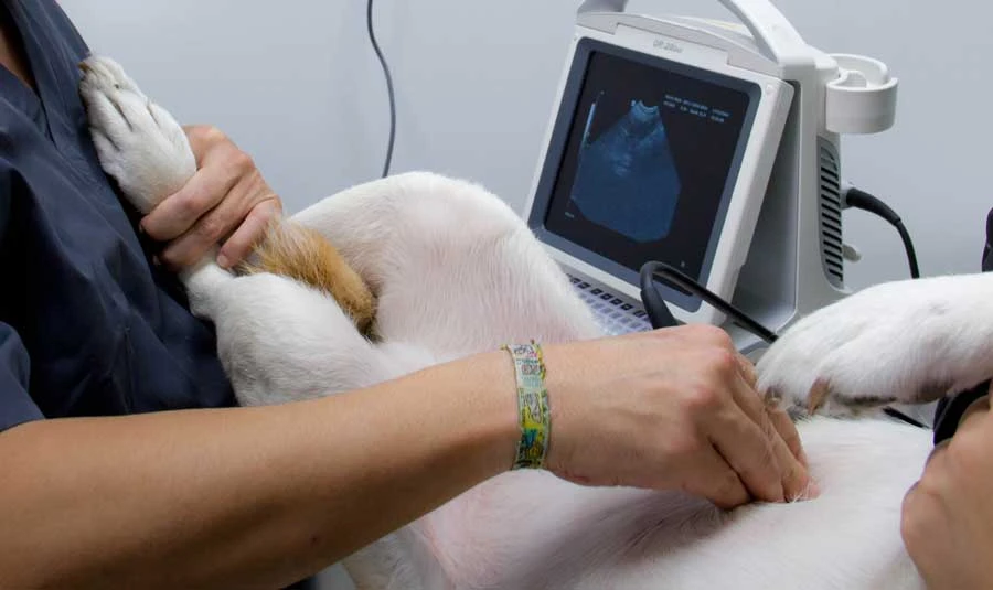 Tratamiento de Diagnóstico por Imagen en Centro Veterinario Ornitorrinco