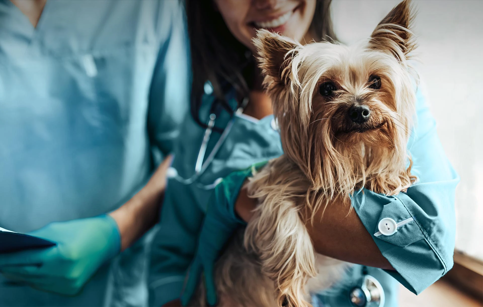 Veterinarian caring for a pet at Platypus Veterinary Clinic
