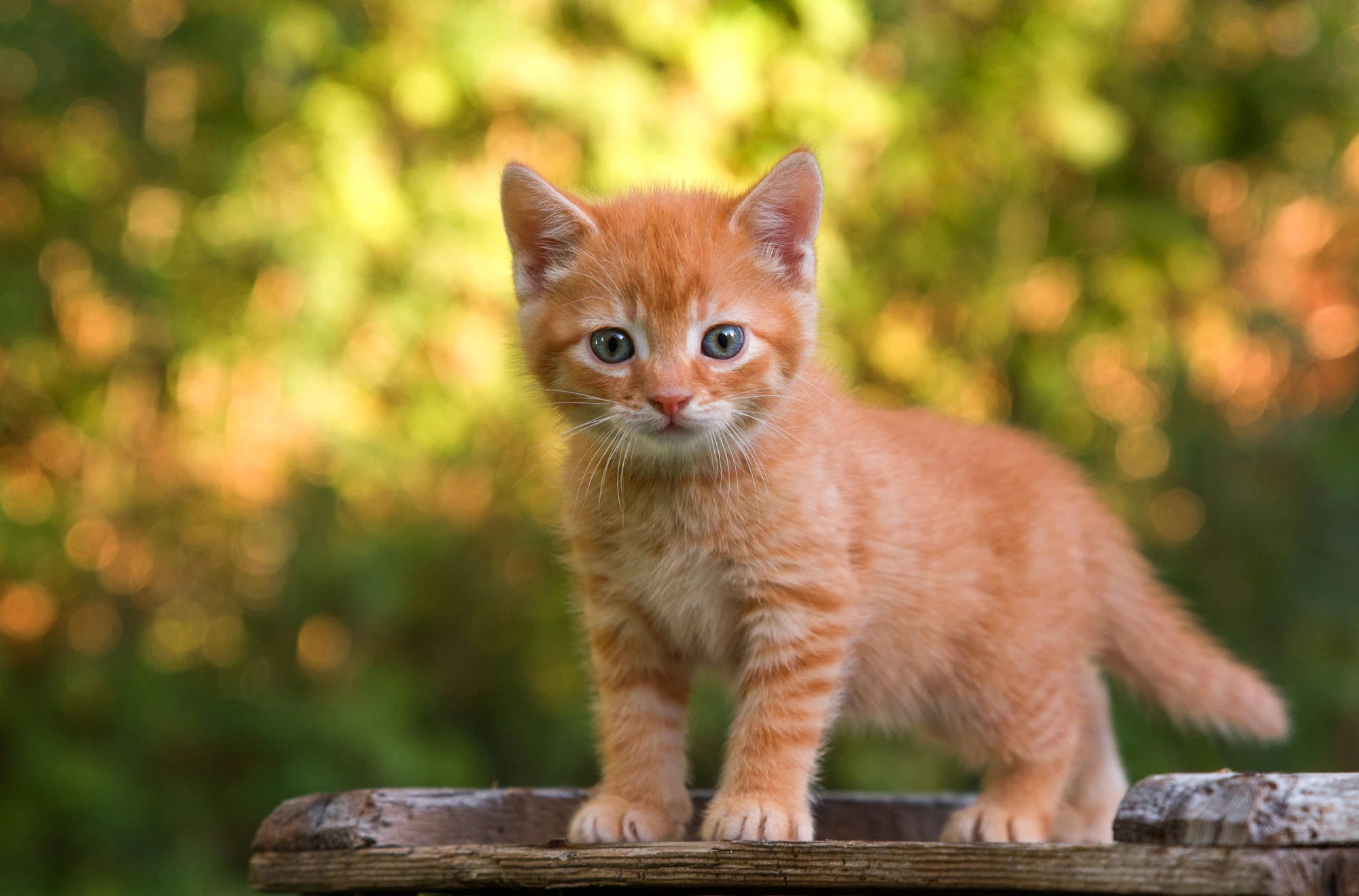 Tratamiento de Medicina Felina en Centro Veterinario Ornitorrinco