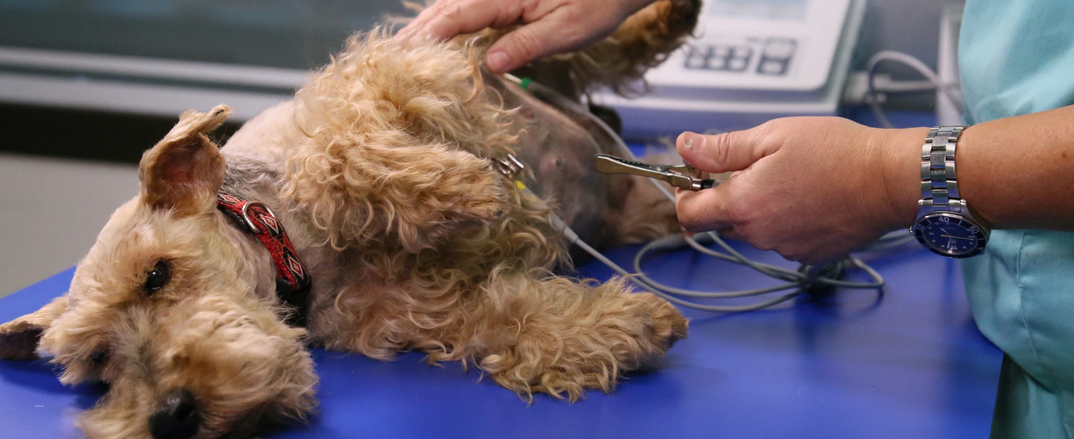 Tratamiento de Medicina Interna en Centro Veterinario Ornitorrinco