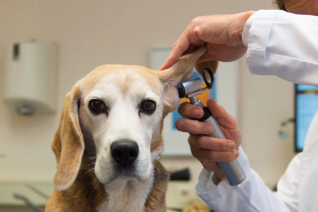 Tratamiento de Medicina Preventiva en Centro Veterinario Ornitorrinco