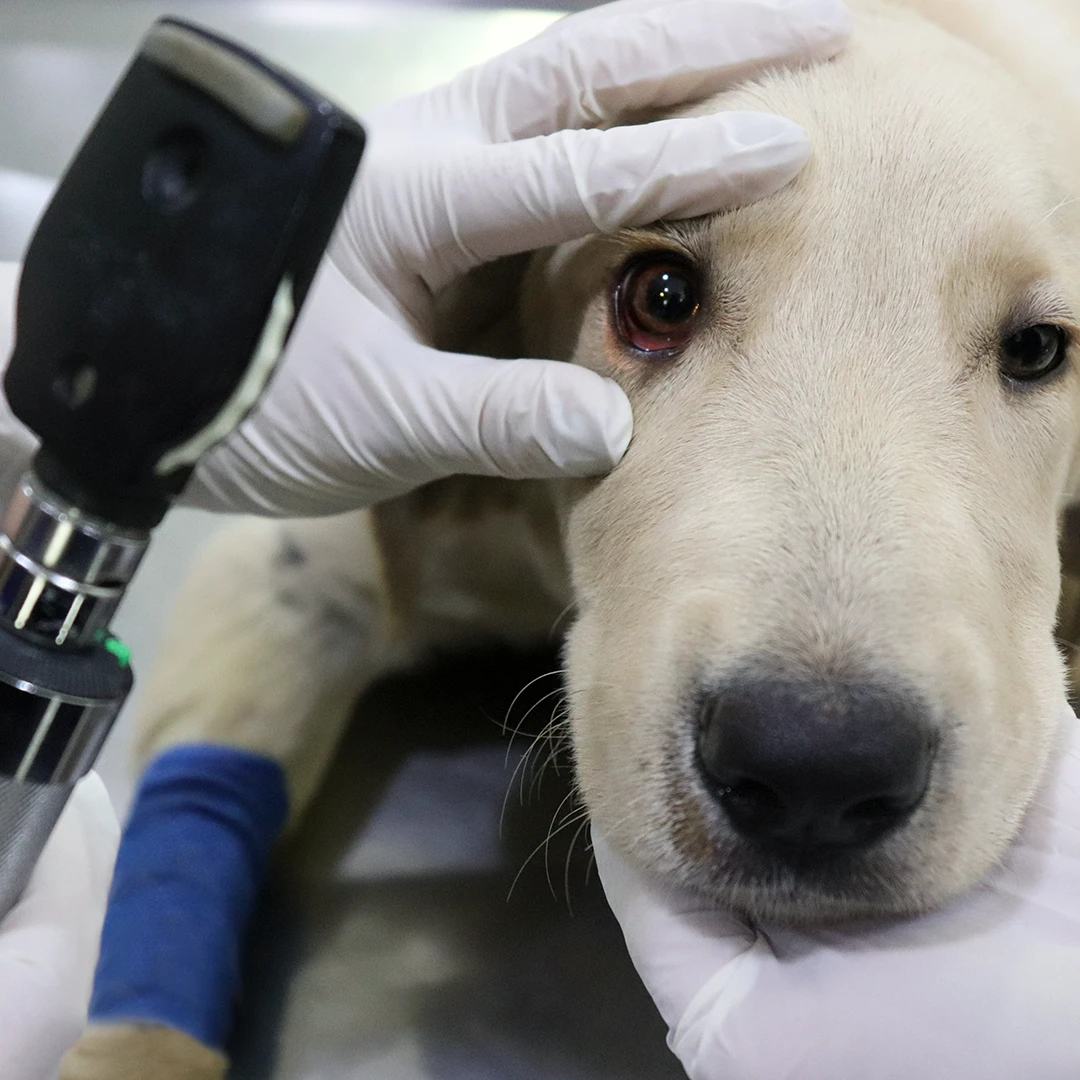 Tratamiento de Oftalmología en Centro Veterinario Ornitorrinco