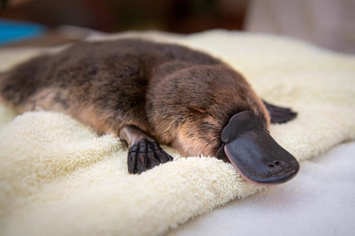 What is the Platypus?