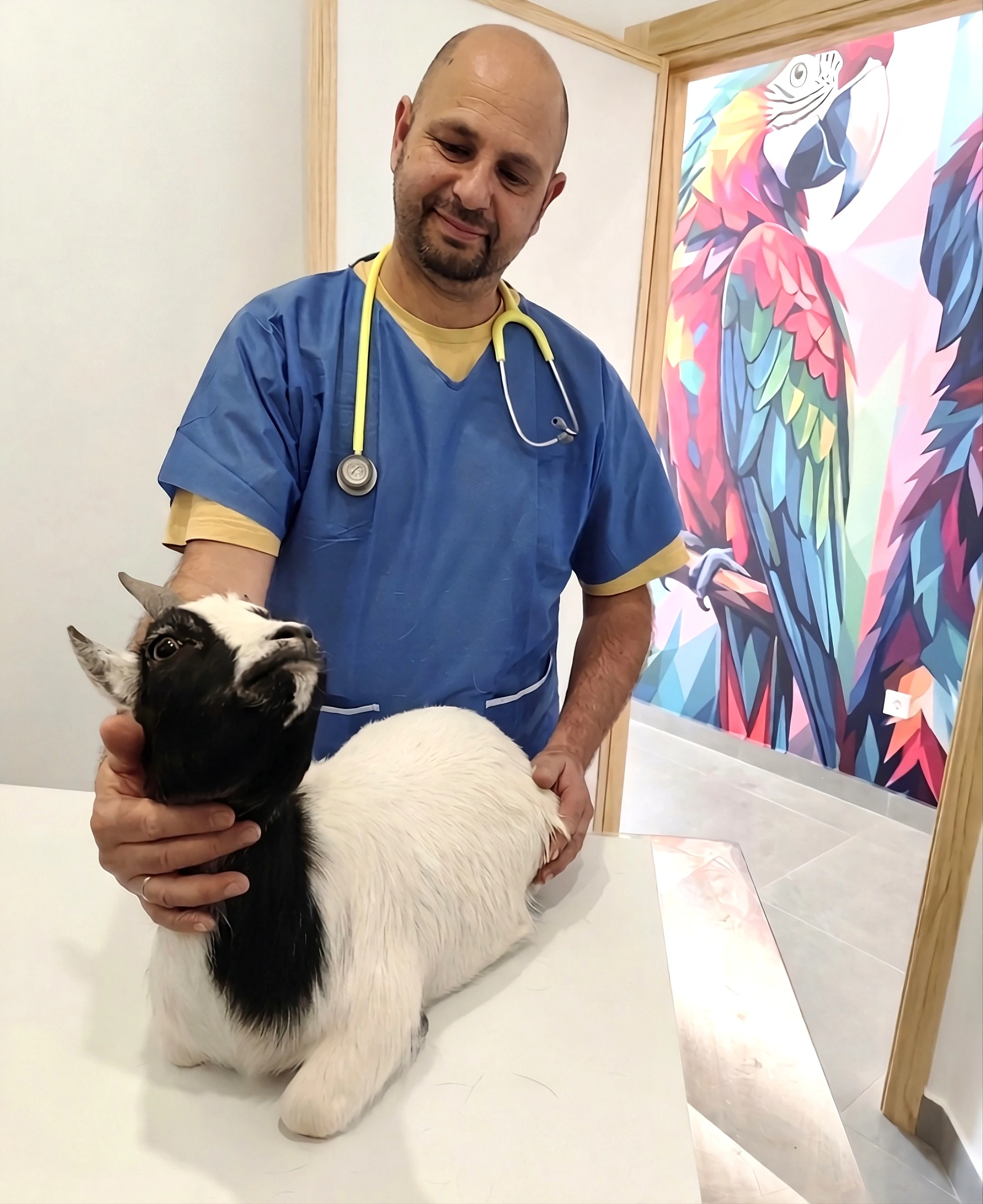 Veterinarian treating a goat